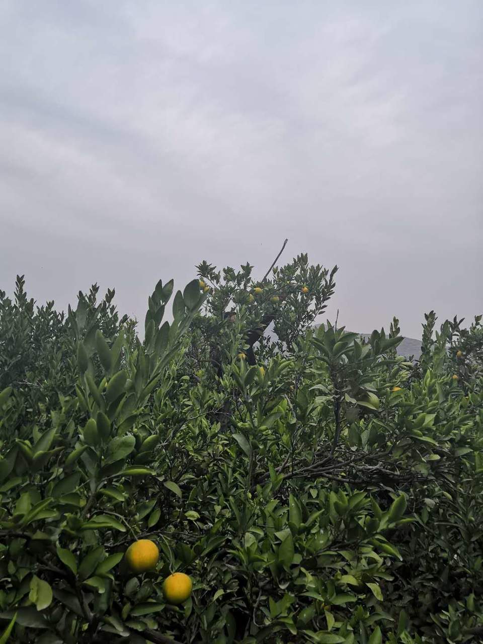 KJoU8k3aVLaeDIn-Yzq8DmxKG2XiDNtVcWvY-M81fEEpw13gUwsIDmfC488vS-1I