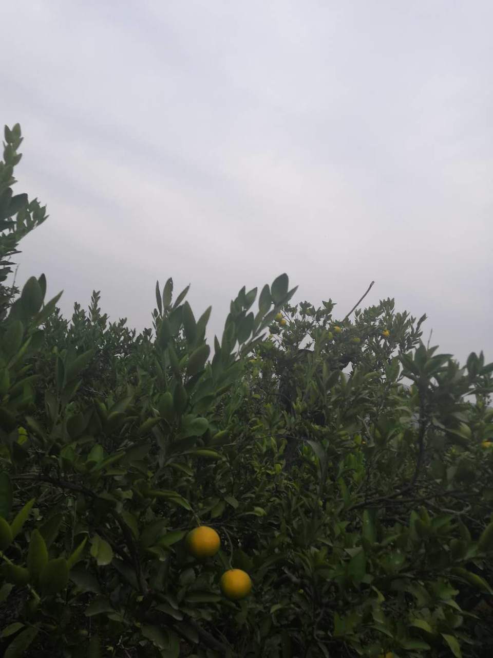 HoiPSEewv0G4_dXVszW0xY4lwZ6ruxqzfpqunC132KrEg2nxil1HVZ63Xp6vvknv