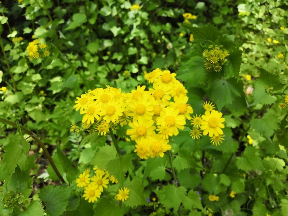 bu4yAUUcnxCtVDi8LeoIwCr2wmqEpmebtOPCdRPs1iEzbHQToQO6dWFPV5pgS1v8