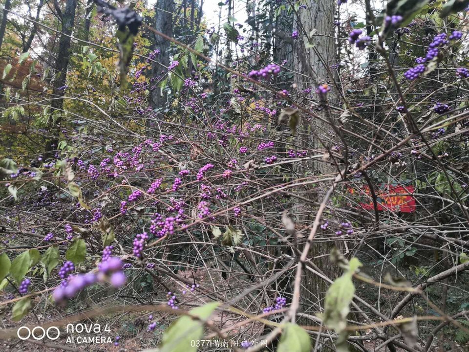 r1v9CK28U59jpQmsRgklqKuJFmO04ifGZF6Nhd0OxUS7eal0q3JI8GNVf5xeOW1v