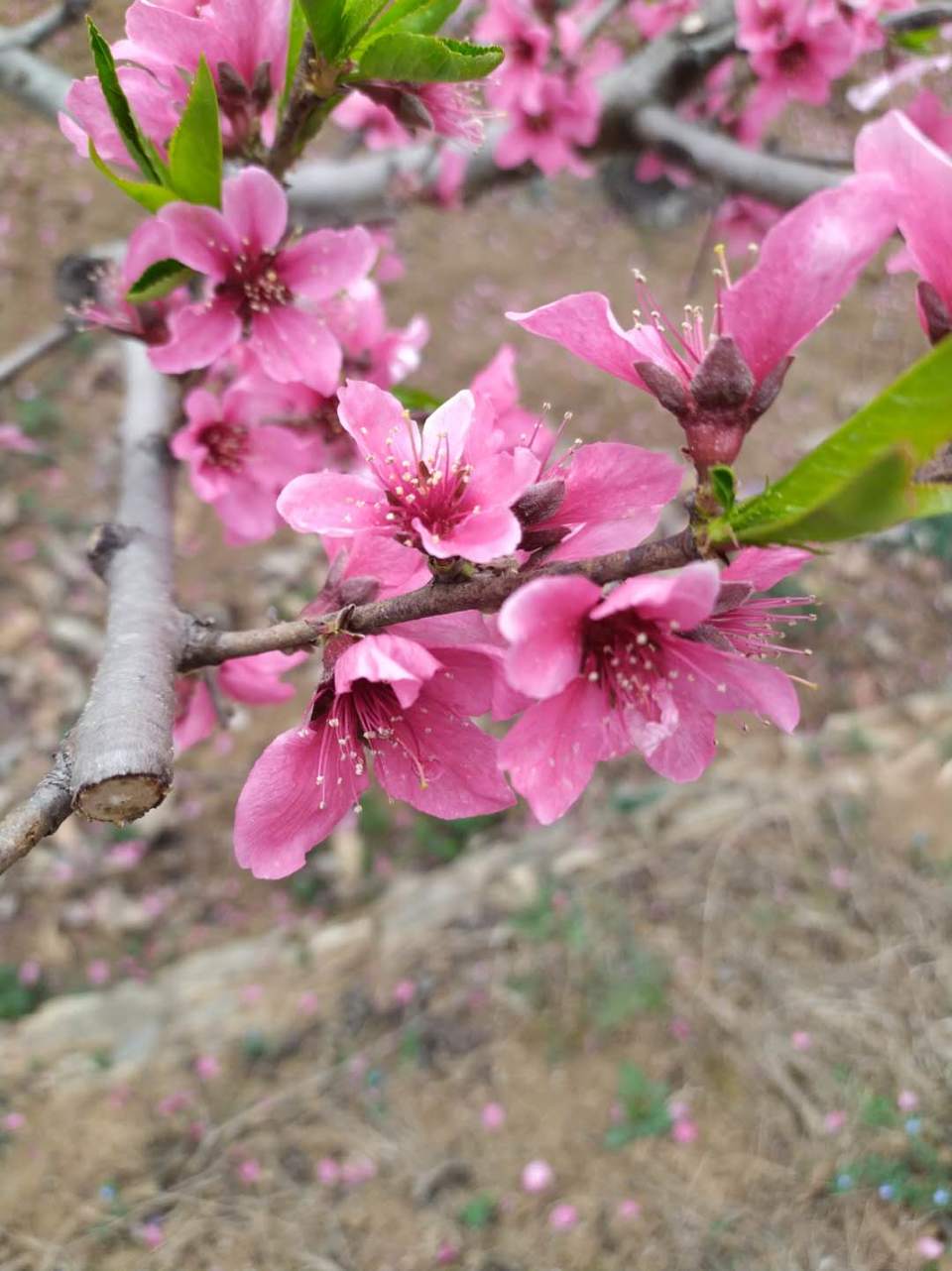 -srJlp5UW-ZMMMGipBcIIEP3wbvkbSsmpdYLFrr9N0-iGNsqYqANJpKQ5dQXStcL