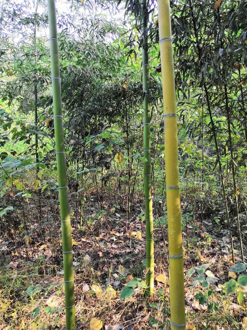 Qn-2WOcL_Iy07e_WLmJ0VN3bJgmzxoRJ-SKYDZijpFjeYfkwaCFHy6qjnpVIxG_8