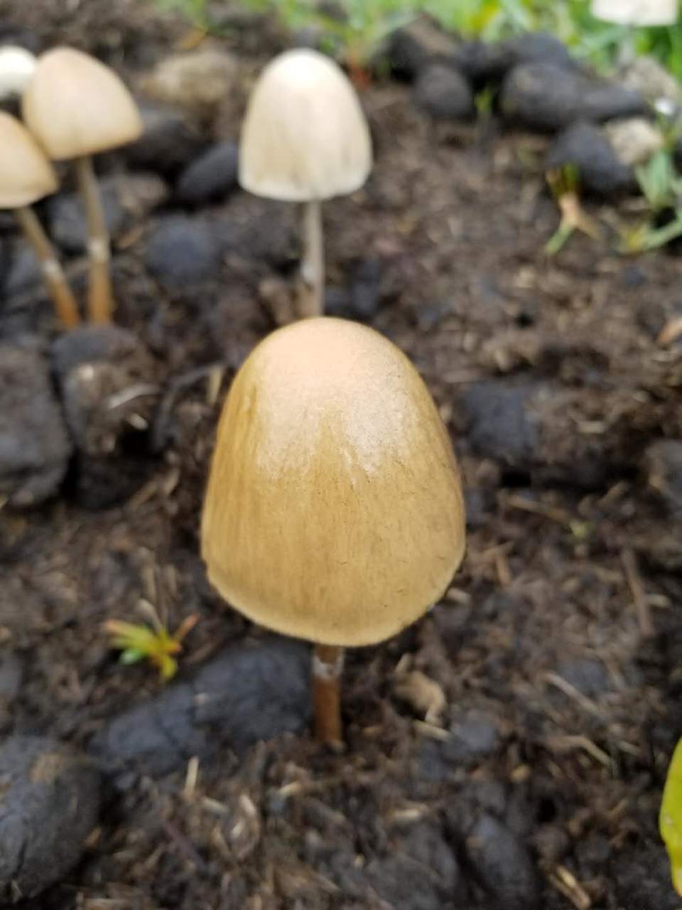 JIVdrmpnJ_WNiw-jxyT2Q5mOZTujPVnqzdfYMHAoOXY7V1AN6KyzfJwMI06B7ZMV