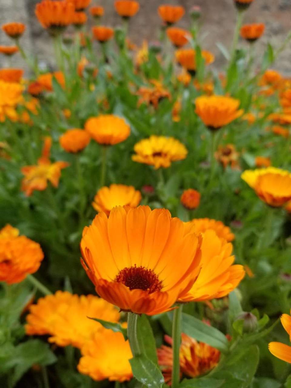 Cn55syp5ZZuhrkZkOzHJIQmPNvINpTMOsvBA1YgZ8I1q9eQFOby0ypDrP8JbMwPc