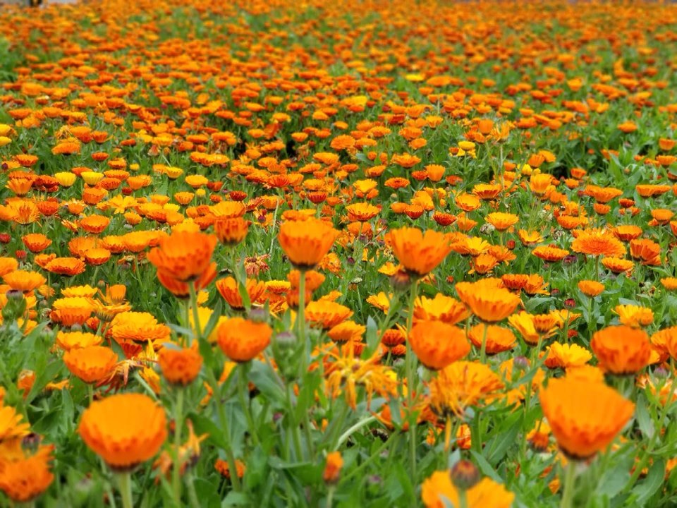 dARyfI7LTWgLlEfaHPcpb_37ELQhl9Xk_By9jD5TgjmbO7ZmktZGSNh1iwINWTJj