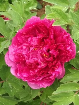 Y9DA9LMw7ebMEyiXbD8NDlgL88sQUl78lk7P7d6jv5VC4Q8RUNjmwgN9h0b27gq2