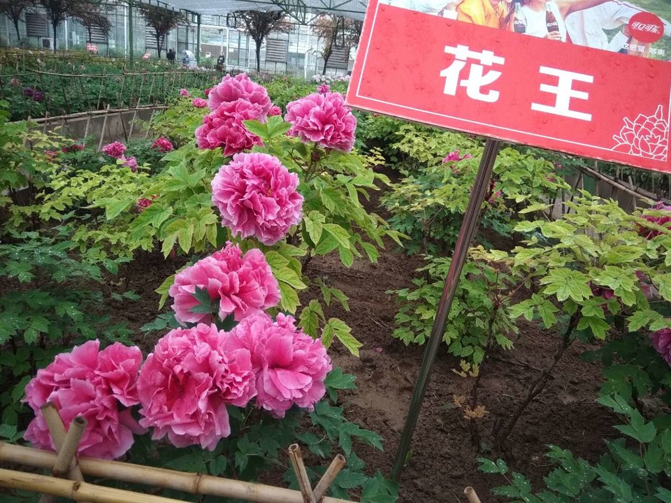 AvgfSliPkwUww0iYuvMWXGz30L0U84HDVgg8YNXi8QYEzaGzLFxtYptST2TzbzMR