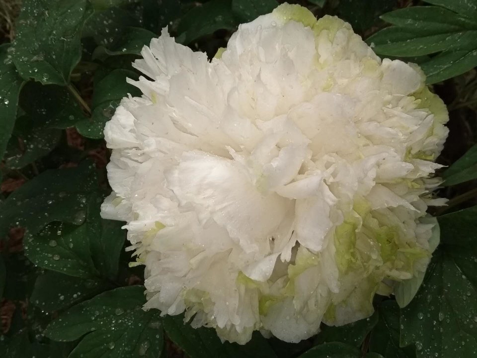 HGSb_syZItTWJlf_fsaMbJbwL7nJlQ7TlAma8SeV5vzmuvg9kc8aSlqqNP6xudgB