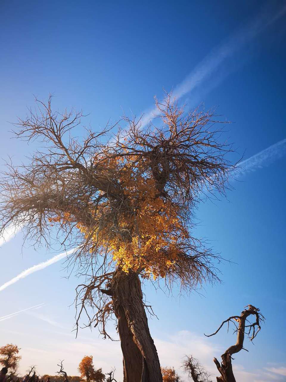 hWmMXKJ0LKRTv_pUNcUYylJDaX-jsJ9sJNXthy-mfilM4Q98z0E1k0ppPK86Gr5g