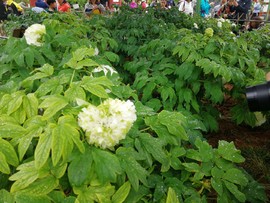 oGC0jwL4Ljzz4KrCShwQZcYS_9817IJKfTNit0hwf62SrUTIVzdCSF431jeFEAwm