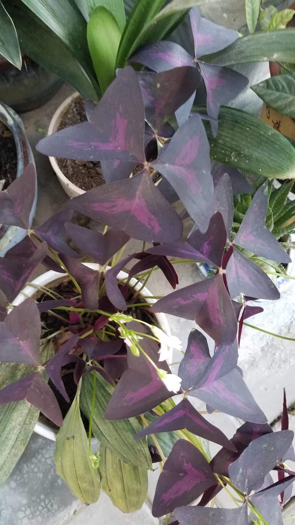 ZEPmqFOtEl9g68AgFA6HLAjNJVkiOlaULQRhhSQtLXUW_0p7u9VW-9WQ0aoO_iXt