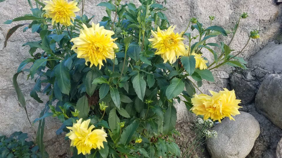 asxhf2M701QZpCU8dDrxCvvJ-jukyqD-Z80J2jmyjp7pH9kVyhVMXBJ6AIVuei40