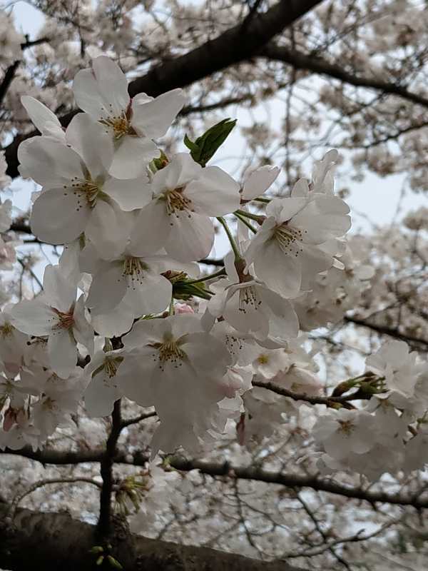 StD68ZZAdyo3ozK3ZkesgfbsyZWIw2vpDucr2fAVdrlXR64dVFnVIgFx6v4KBjdz