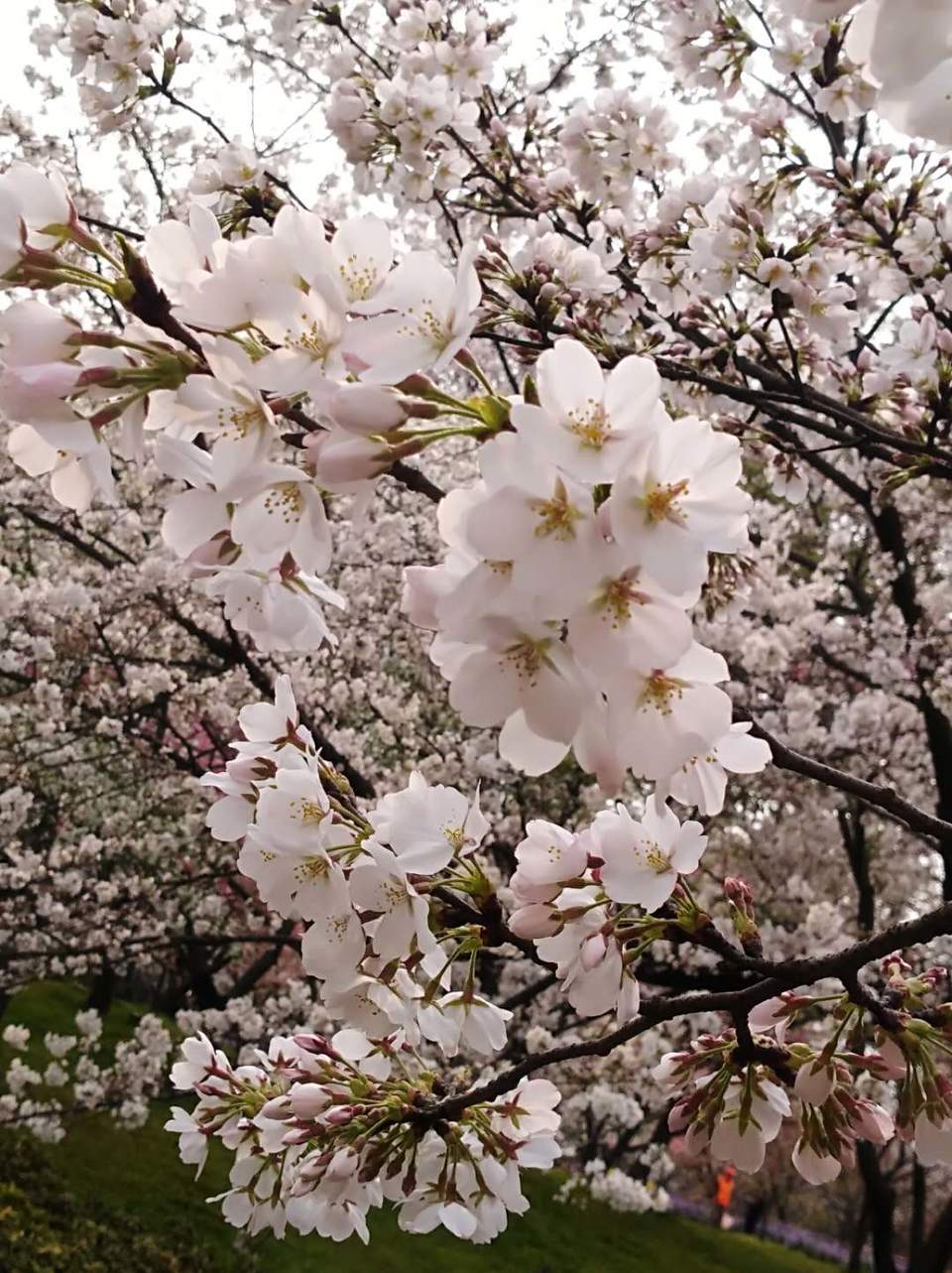 MATCbK1CN0omNljWa5AhAGU2trnNDPjzK8fA473ptBFttNJHwosCGGU13dQh3DzX