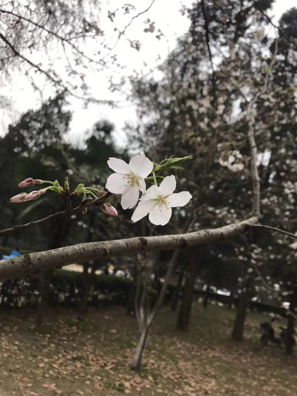 Ae5aEiIElJS_XHQkPjceufU3wU86Cxil0oPhsTbvAOinNliYOsYRTz3rSyVEpTjc