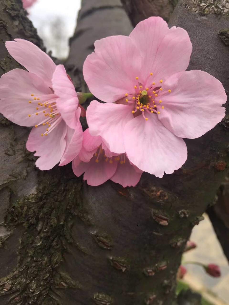 QXMqVE7Vj2SWGmKyBoE4MurJ1DXKtWxBJWT03DjIW_NKRc3Radx0_LuAWuea3Msw