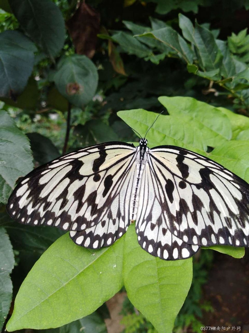 NkdUzr7yN9O4I2q4oYP0pXYGira7VikvKUa1IVO7mxGjLPtMXnzkokBmQFdNP3Oa