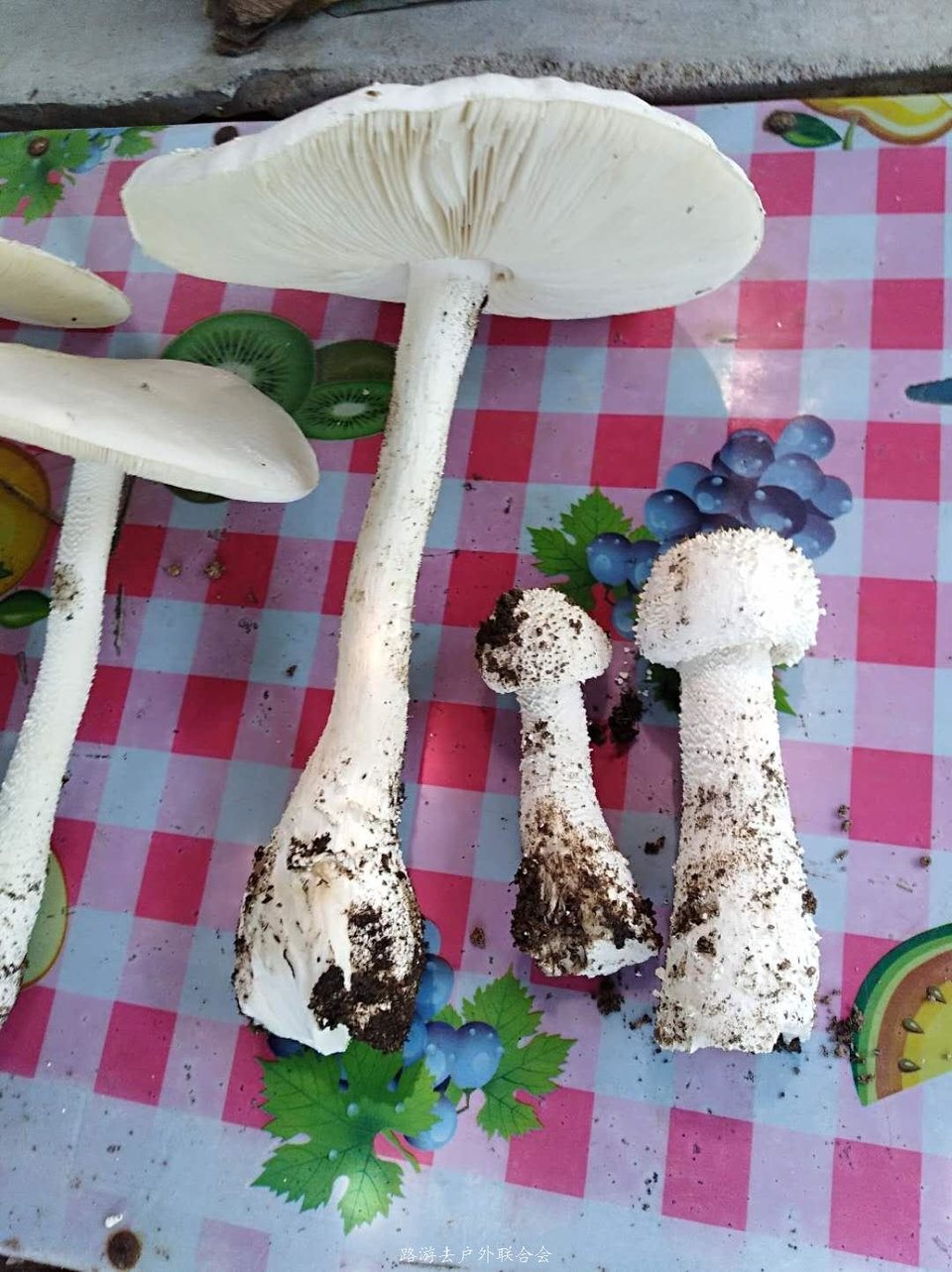 oVOxsfxfSxz1m0qrX7B8FRFTgg6pbSgAbh0IzQ3FTwUh0HTK328j1uZGo-cKR6Po