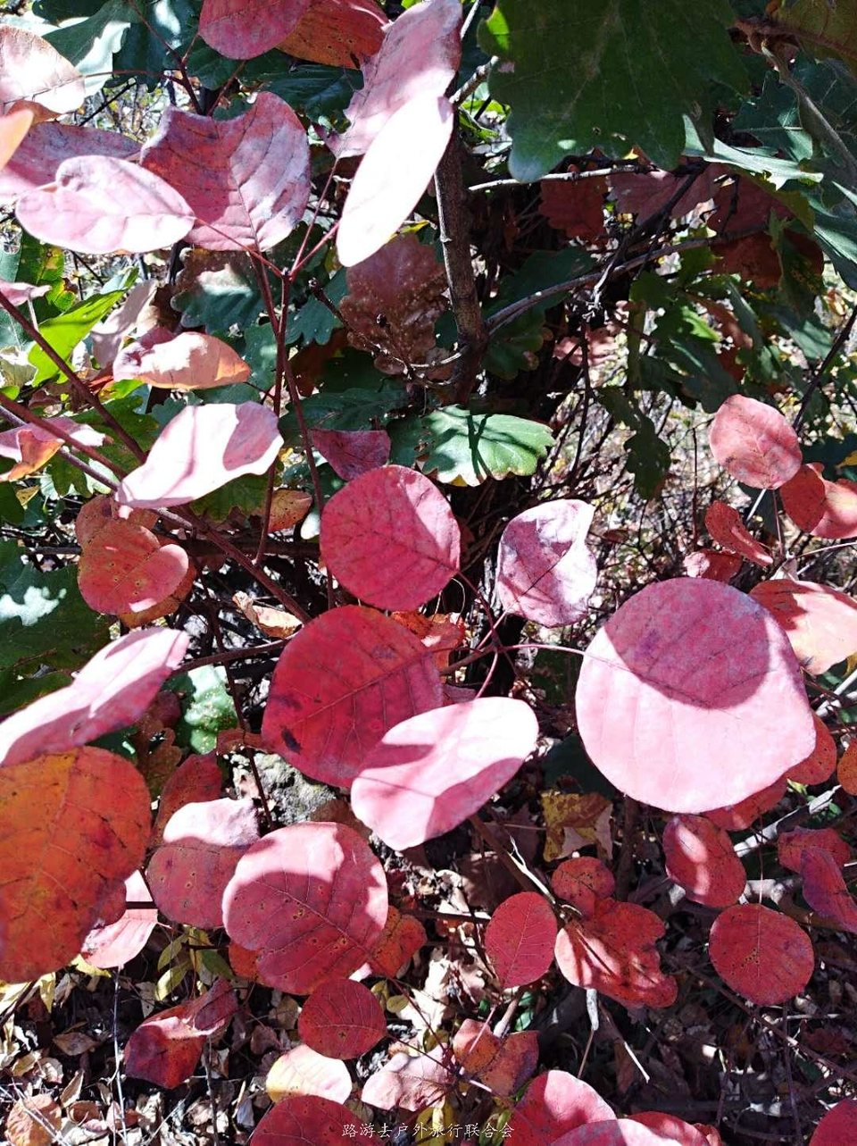 lMjPPUHVB5NFKphHkACrArCkdTxwrSFctGojPo67kOx2PmKAVJBFBaOLTuytO4E4