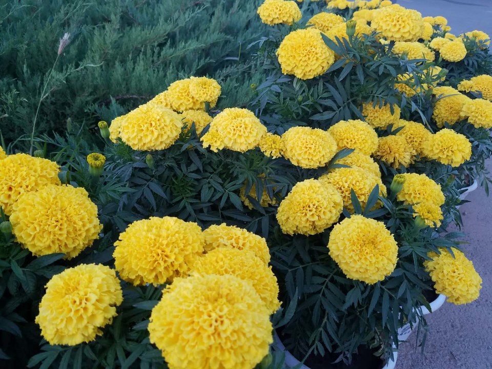 WQX0QMfU2_1YKq0YP30z2TvxwbKt7zzTmkZ29IdWFe1Uq0npIHmpfFIRuV8XLN5L