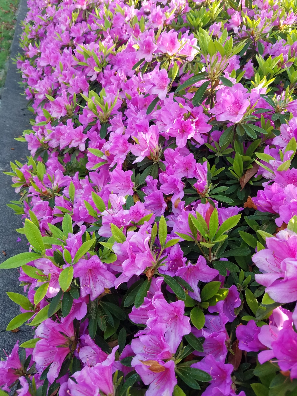 Bz2PGFuWKXg2LeS_n2WWEXCXyjIsp45mFDjjakyZP0mAggLvSVSSG4uWrSJVUr3D