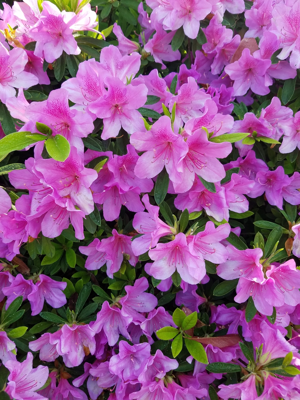 Oy178oUSHzm2sm_R_6U2916Ehk5-XS2iHZVkozBUz-CLogooFx9VxtlxtsWCDp6P