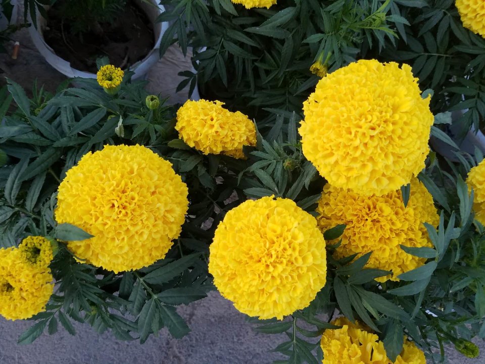 FAs4uubiR1w746Pcd823PAAtk7T1Q8Jy-XOBCwscG3qczq-40AfRYKIyUF_82gt-