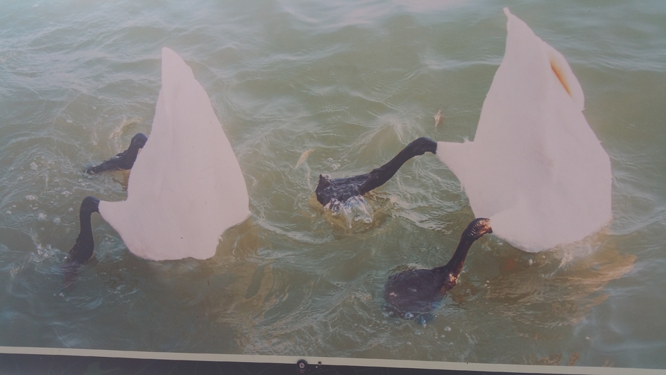 kot5NxGVFdKEPCT628r-JM7boRAurrLCcnlZmyd6Vg-Z0qVgWCcVBqCBU96p8crT