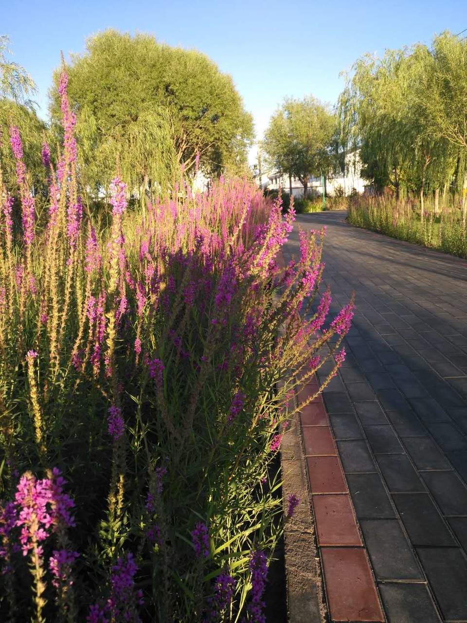 46-yofZXv_yBZMq8yItIri5QWZ7szqFJPuVgWt04wLIjCaqEEgDKCXjtgUhrH9fK