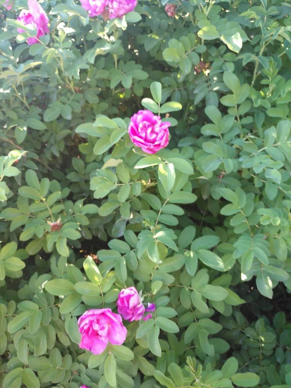 voYAHMZLp5ZXTsmnDbrppQxH21LdOc-qW-2ru15YnarHT_xCI6j47u2mHF13nIEQ