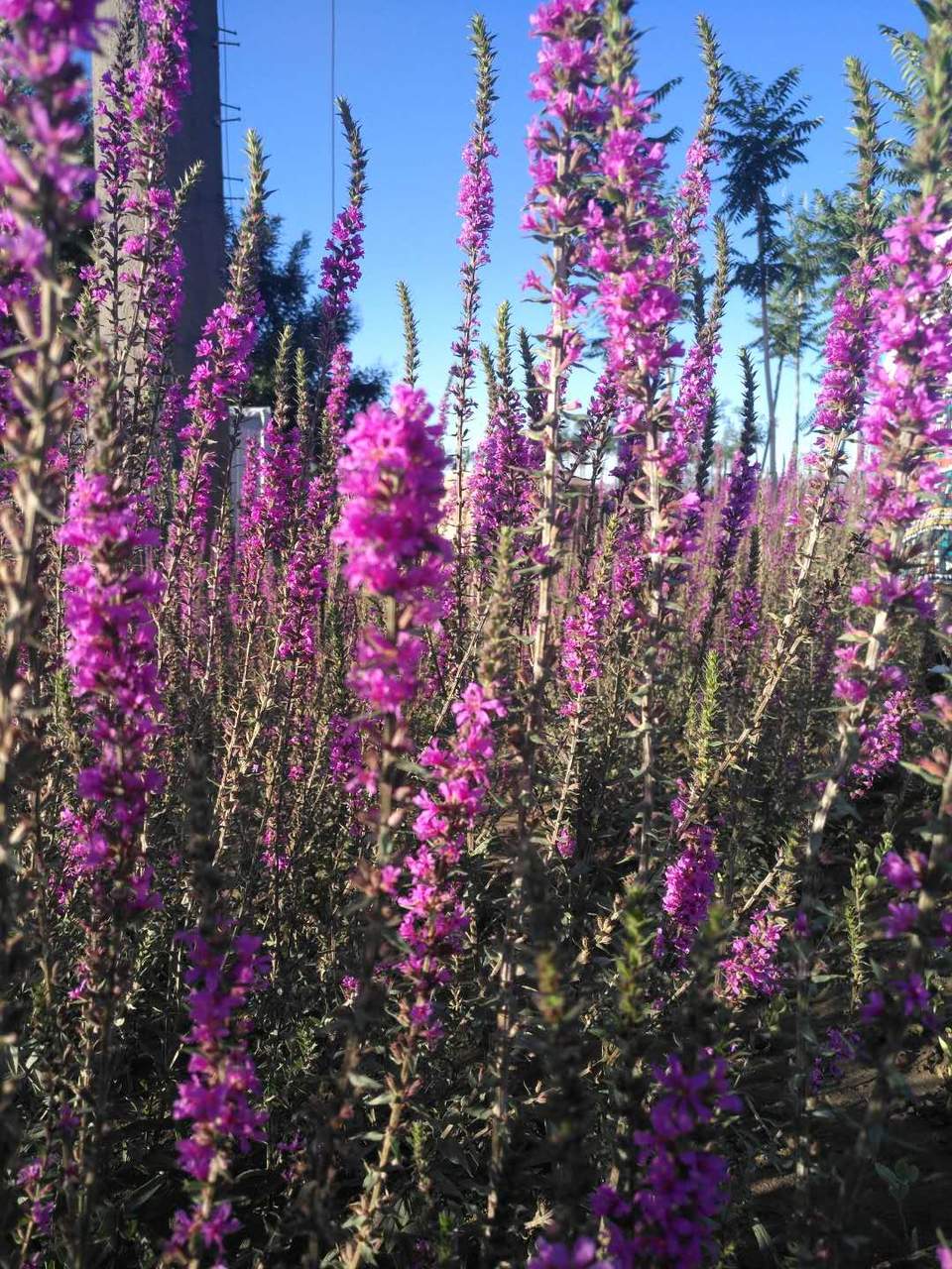 Rlo8qKAFcCEiq2UaaI5cz8KMnLjRsVK1ySvkN_iiP0OGJuNdrXQOVElSkNTyhaJF