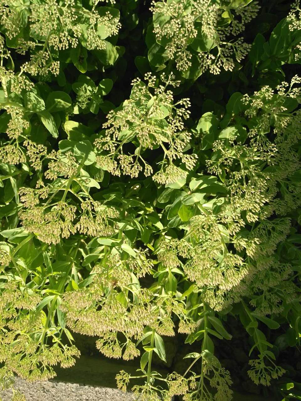 F0q5HaZfnJ-HognYSvOQY2fx845yWaW3vuHVTmaCUTzbvEksXf44X0l73dMTYj30