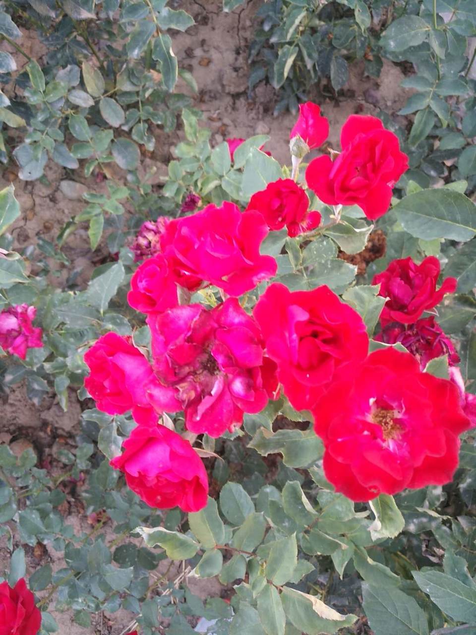 2bpJ53TOvNZhLzUM5iAGXOBEi515pyW2moPc_puApeCS5mMNf0u5_cZGwXboWSHZ