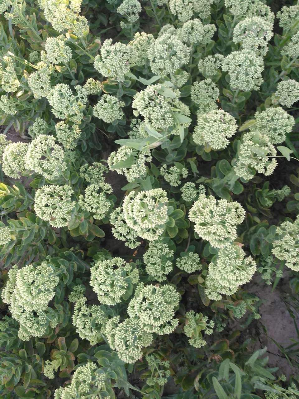 pczraxHwilfFqwOEoO70u6tNONlFNDg8btweGDvdAKZ2Js37Ww5moFJFv1njzLFF