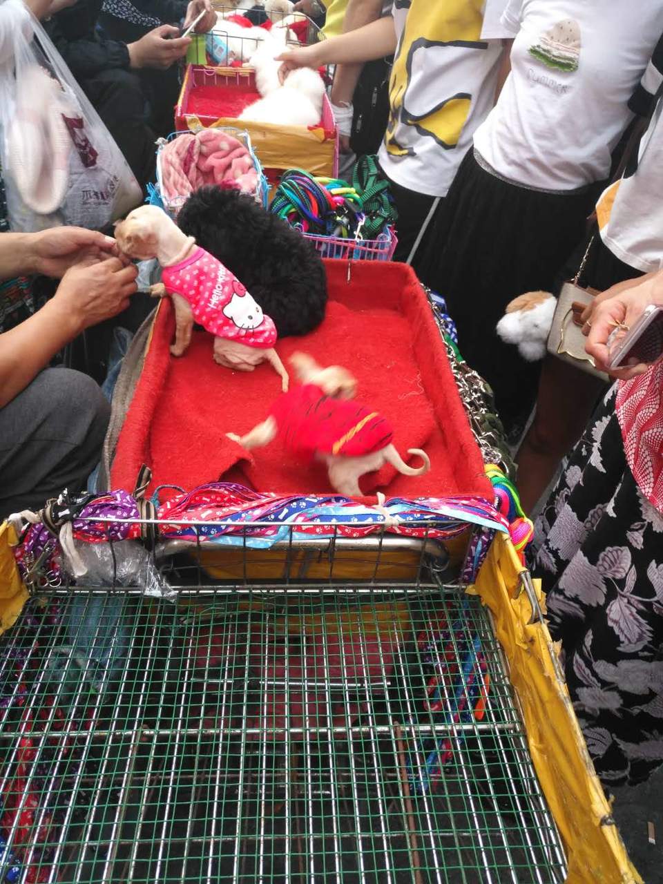 7qu3l700m-yxrI-0LSolGLaWCUE1iaLrM8lvKfLJetE1cz2jbWLdCqfyPZ3LDdxX