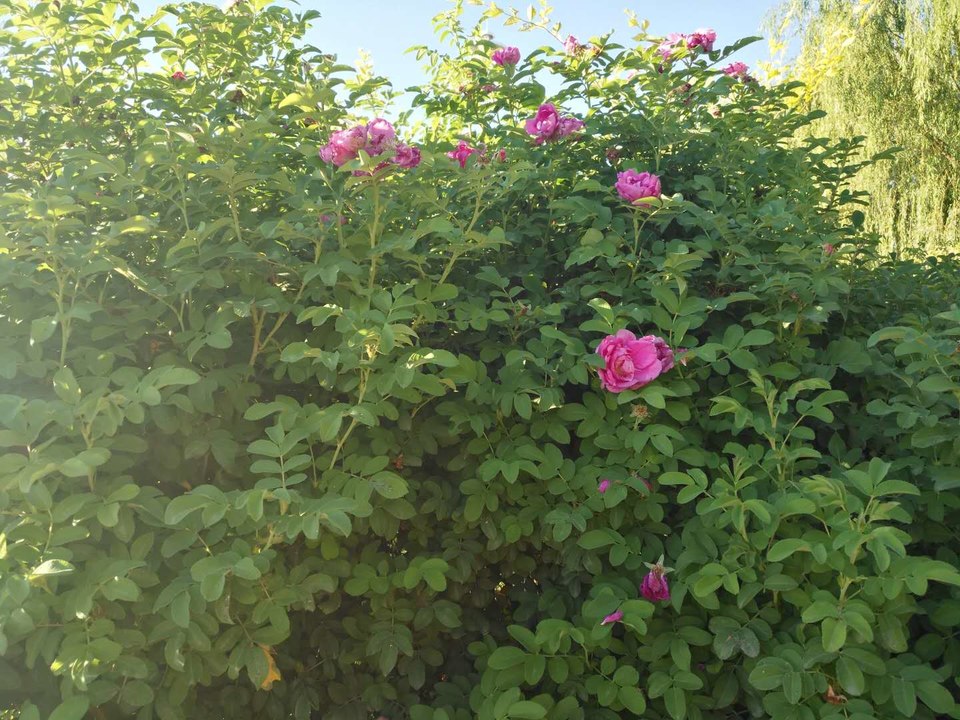 YA91nvEEJDyb_Y7teIicR7jnR0dHTw5DUObjJveHi0iULqMWiJ4Ou2Q89BBrgFpl