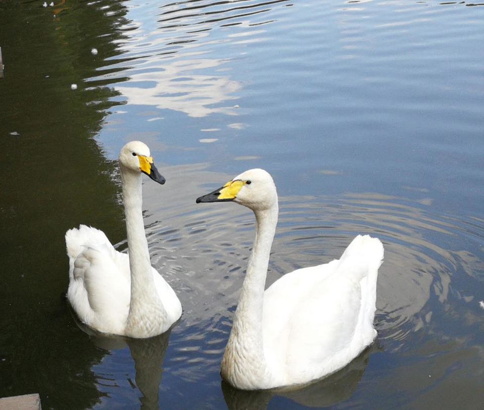 cRrYDnNmO_ybqT7wyc4HoOuMtT4erAT0McxFO4FWT4-kxEyCapSupLafTuPnIGUI