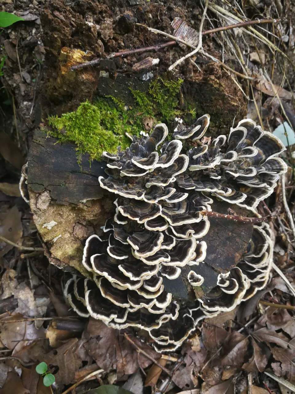 o7OTXUSEyeFntIh06k6upphySs631j8aoTs0AcOXfedVTeBH9-Hqml2B8B5FiAH3