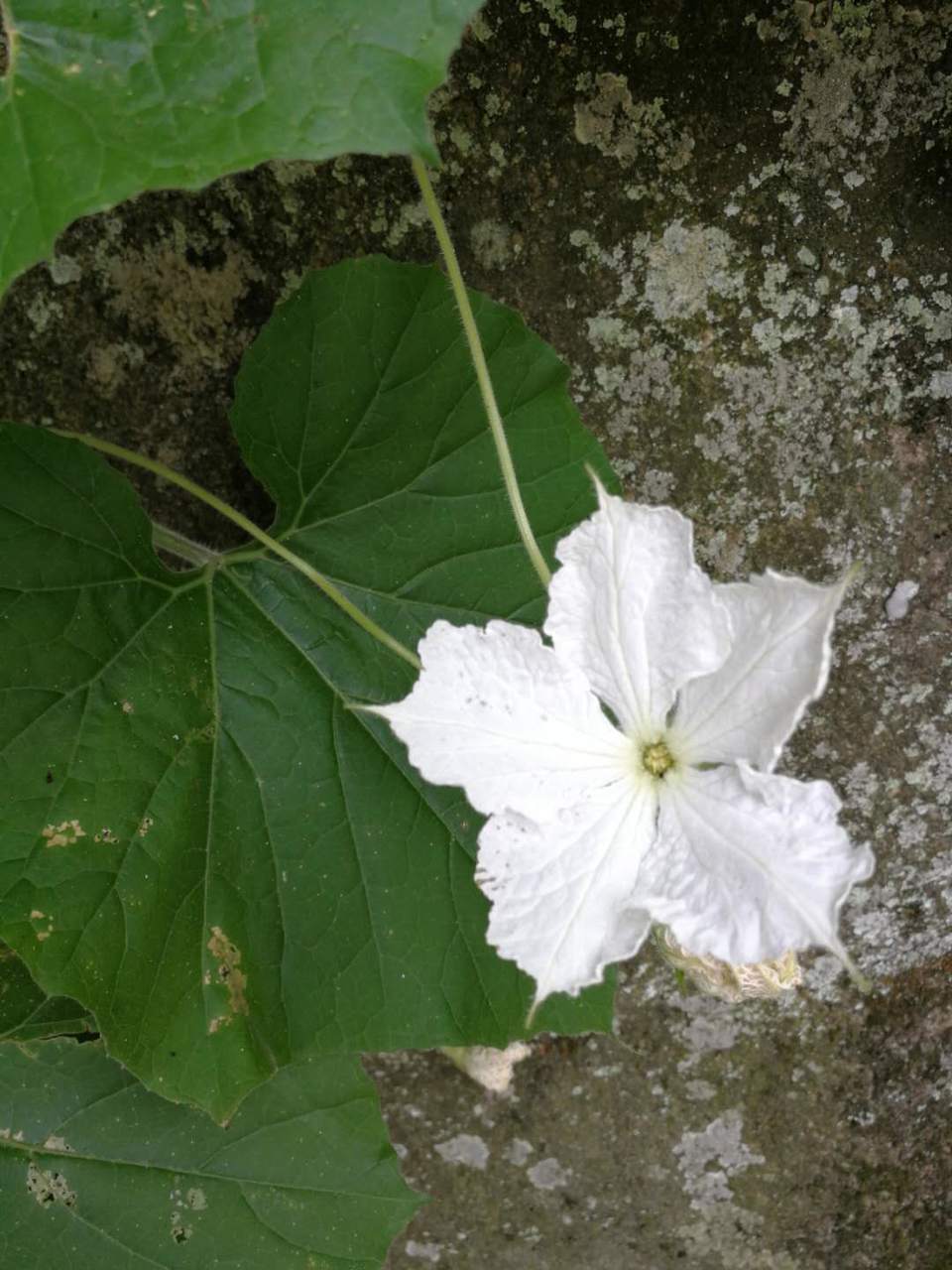 uVRSTvFv7AL8QumD13_bAbOFtodaijhYreAulZ5iyzEZl2jL8iO8Sl2YYntFUex0