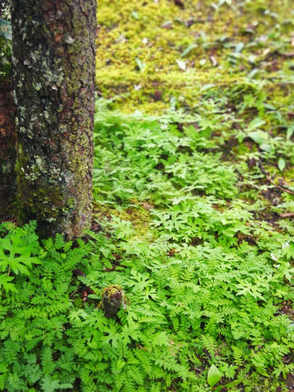 UNLxg-e-_rsSRdlrWCQXDljIyQmhq4Q5gqN6kn9UeHhnbTNn5yYydz0ivdGwOmFf