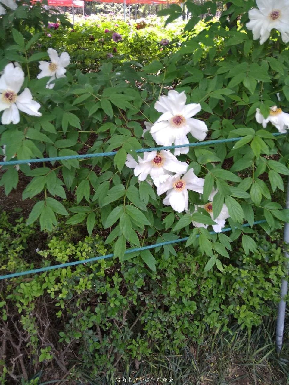 7qu3l700m-yxrI-0LSolGMAaJxxfJwuJgg2KLZd5Ul3sGoiV8sJ1lCm2PNkV7a4G