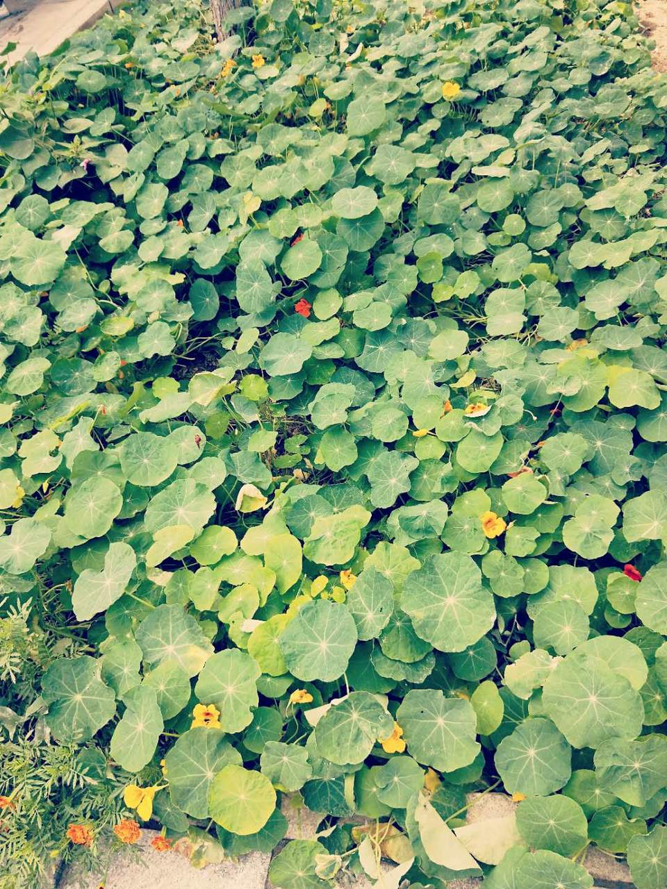 iGOKYFgsgU0uiA8J9Gqhu3aq5Sk-vEeVJZqAxZ3NGJySYxDWJjDGFLfLW-3qJWZU