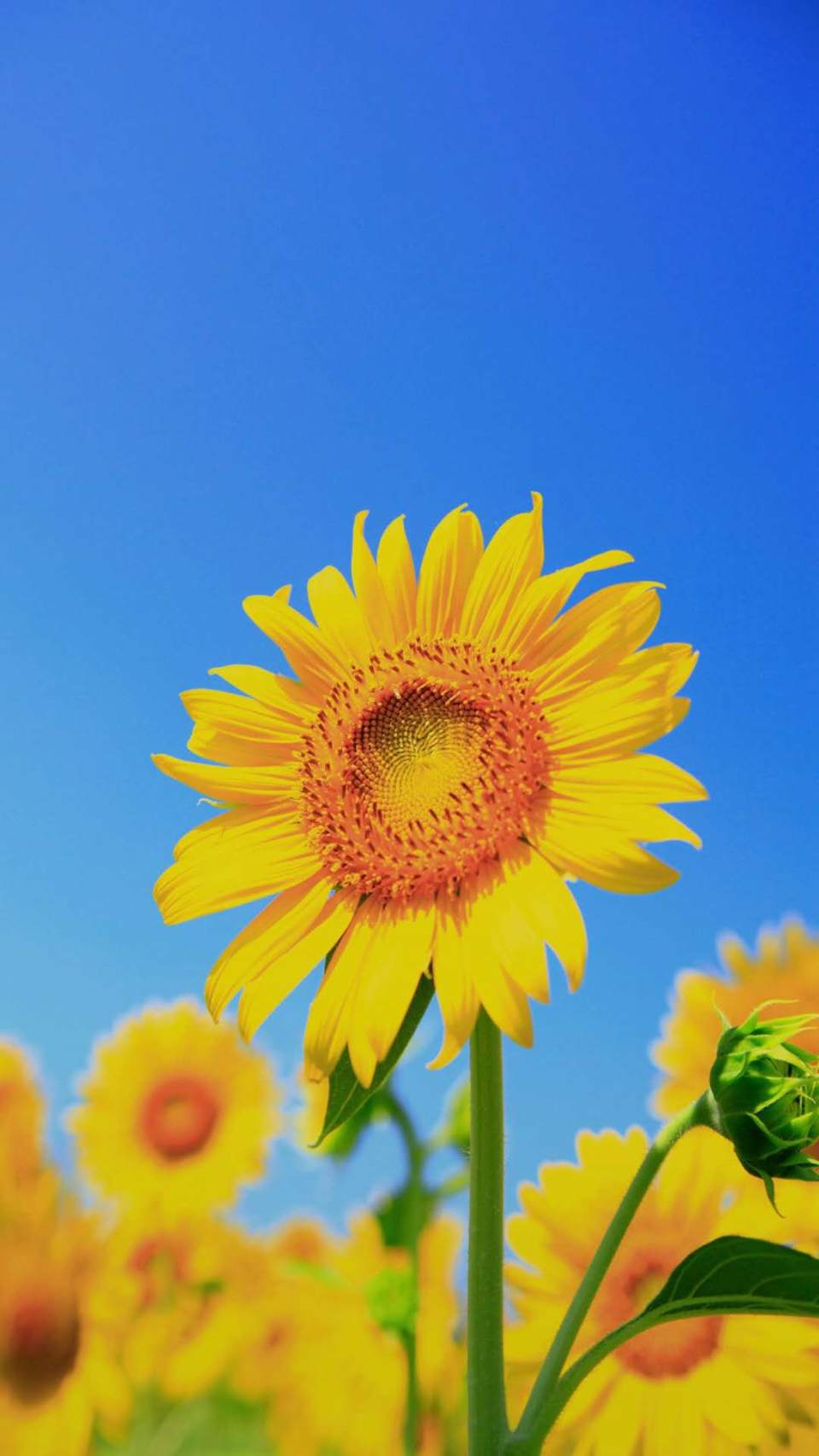 rDQ52cV39z16GoWnTsVaF5lYx7-qT-FUmlzjjM9LUi-06rcycmxOzXJI4kVIsA6h