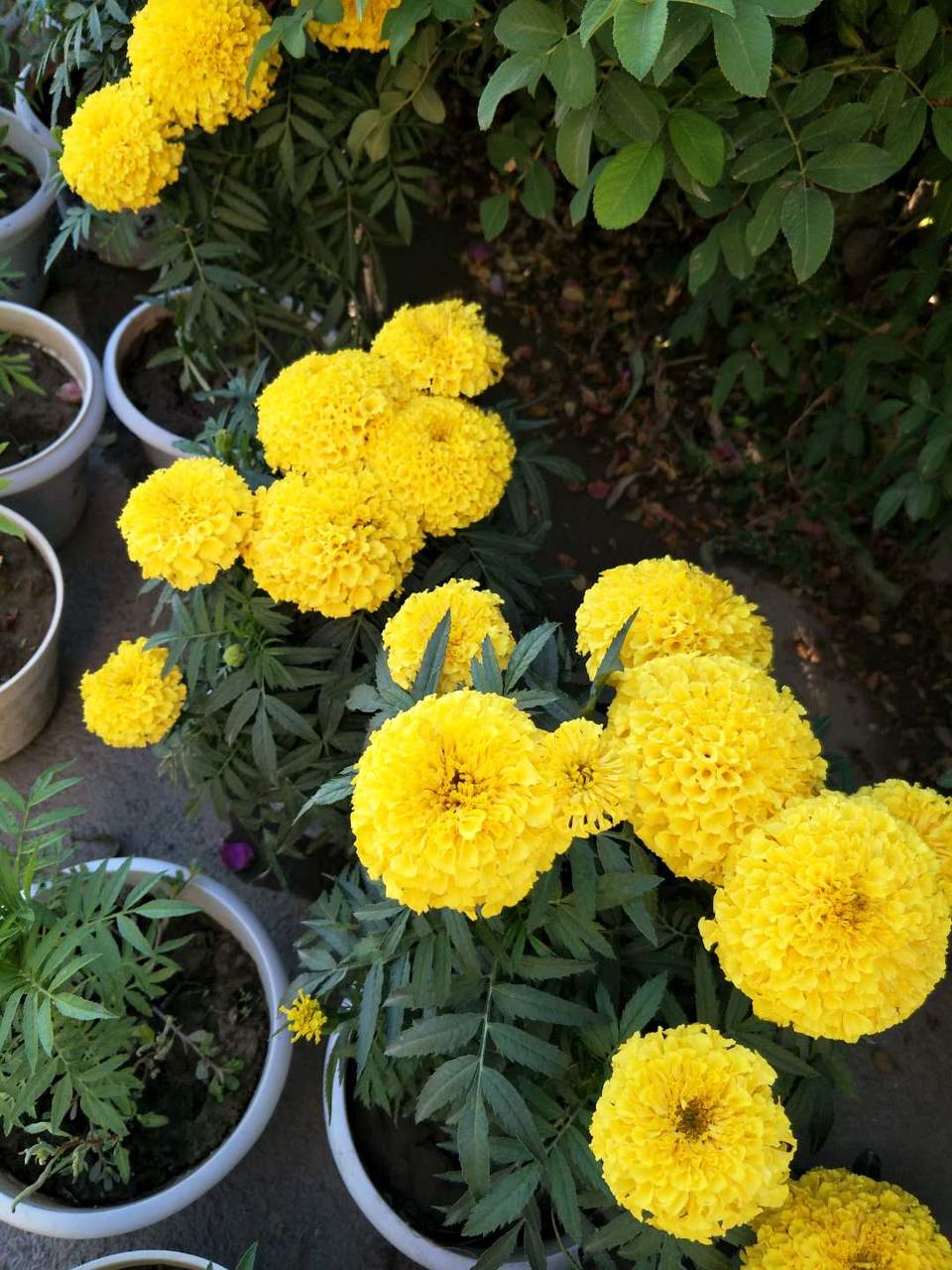 _HYLtE42eMFFFISHkEZlQ60A1fNjnWsVj_nob1NpMi8nGHpDMko8Slua4E5sdLBr