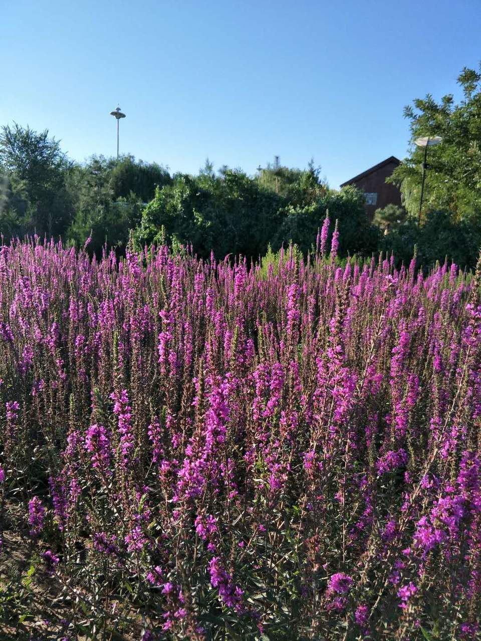 a3Wzgo8DWlZEo-Tt0i8eUJL6GGbViFsG4nNxcDXLoZ1rx-9kQJWoN6wm1aK1wk7u