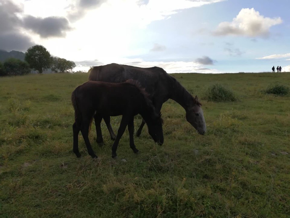 9I6VXcaFviDVV8offJpECUhAbc1SBAuGxJldNLfO2yo-scvZ3F-UE03oPD4nGRbA