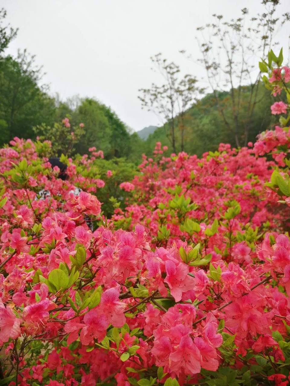 o-AxZBDlZgbMRfsuNheDkM26tlkLLoHuEAtK8I0uipmmB_gFkXLIboCTrr5eCIld