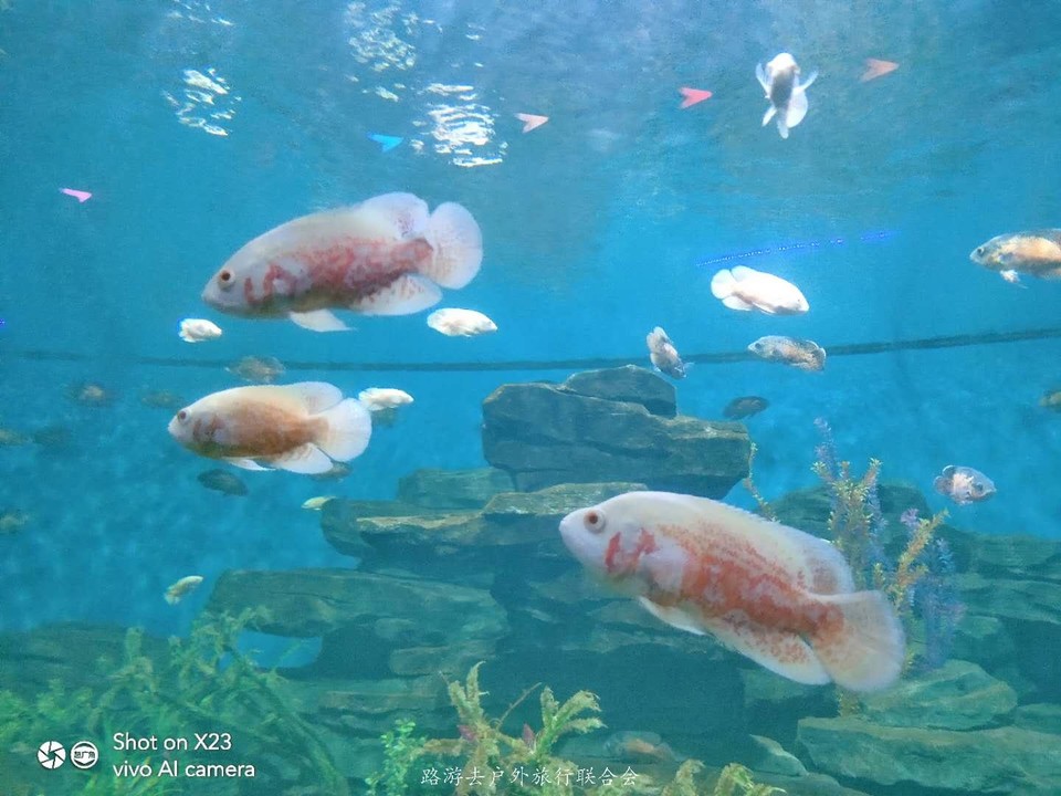 5_ZLB_Jos5jAPqIxHiL_eCUfcrROypc93jZN3Q_ES6R-3Q4nSmkyBKnYxVEGbQ0h