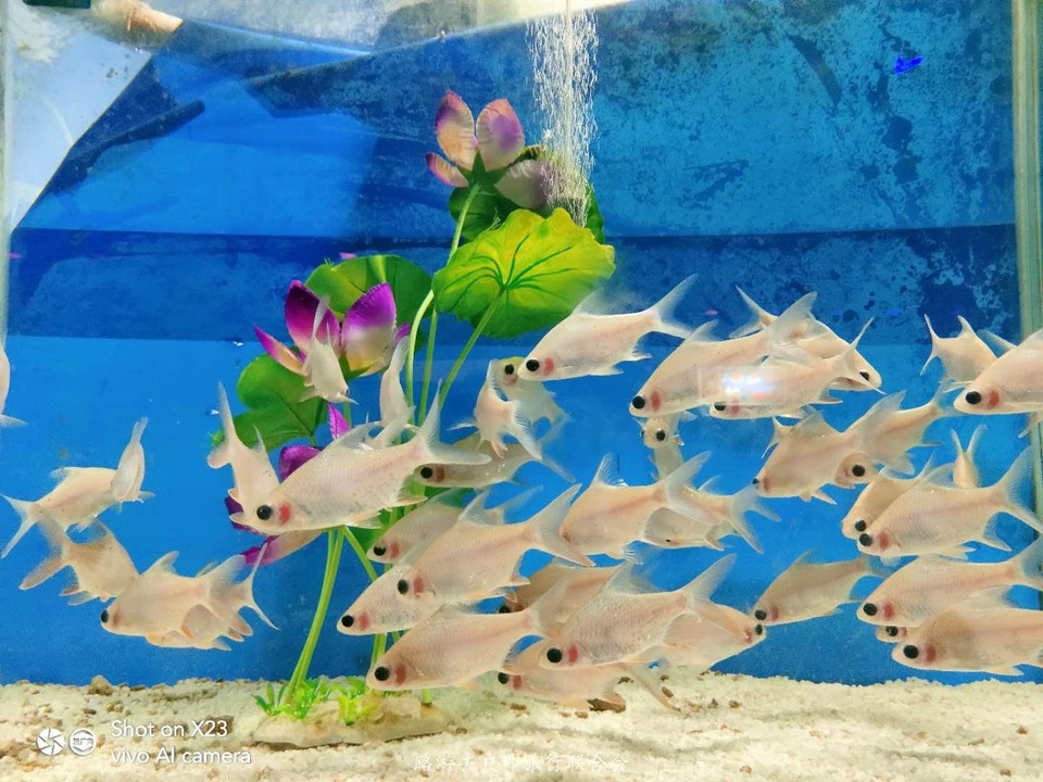 GVnYSlU13RZopYrL5EDAdiCUa8Msl7H5Uwj52l33EhoknDJxN9y8at1NTPk00jO3