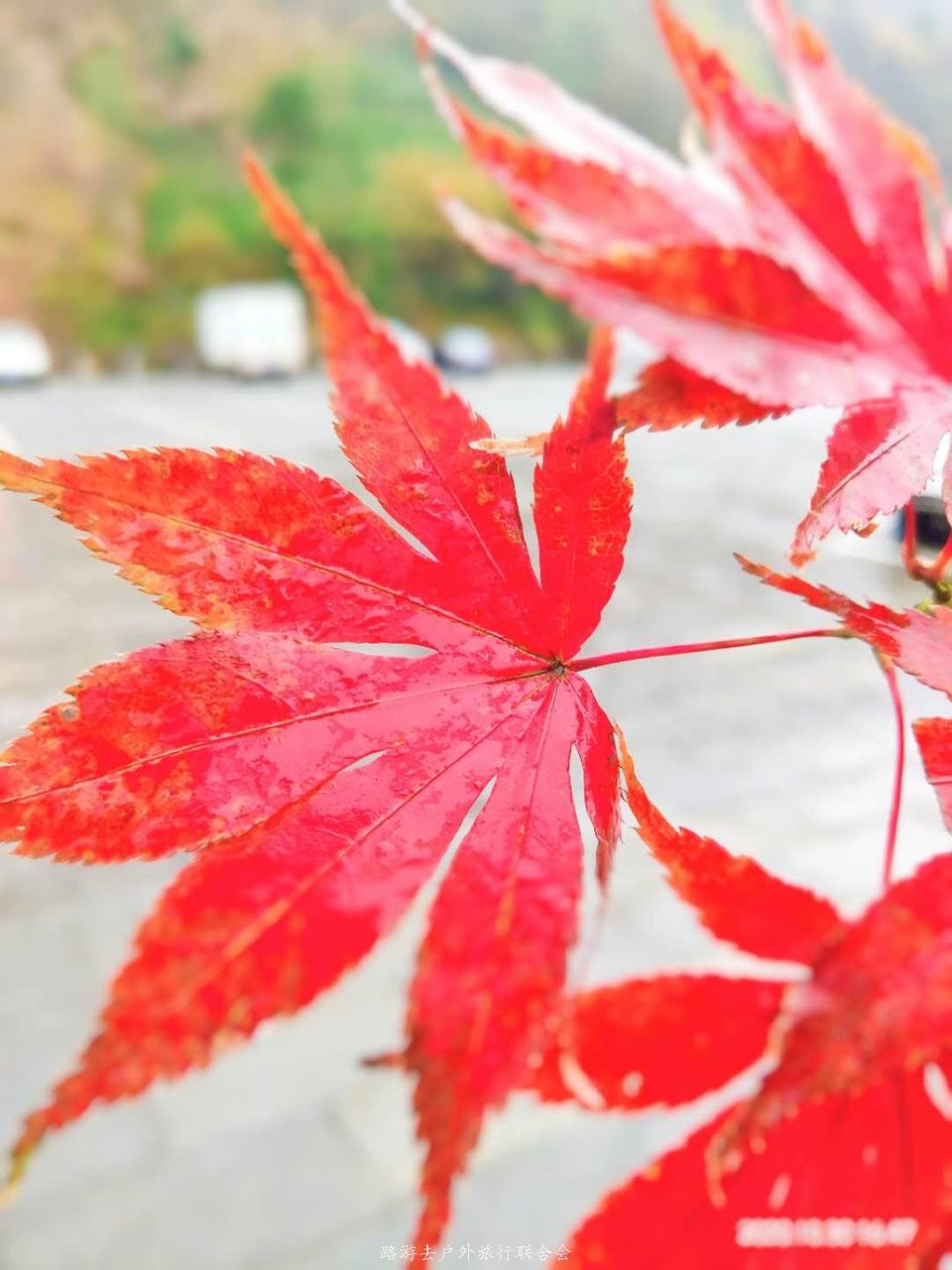 OIHkbQLBx_81C6434tfoiomSpg6Mv1GTVE4mfl_OGM8MRdTLeK0mXTVk2AzKGtxl